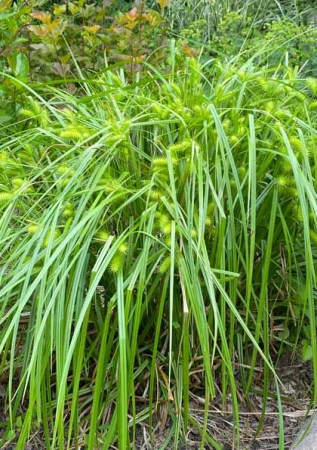 CAREX lurida